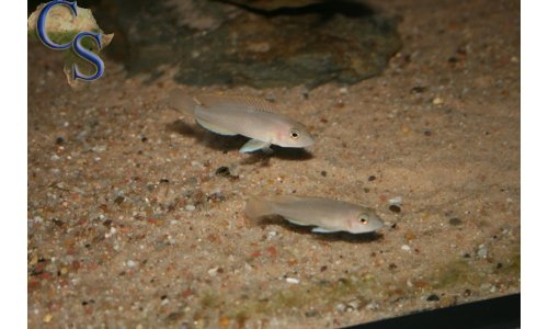 Neolamprologus ventralis